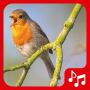 icon Bird sounds. Nice songs.