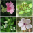 icon Plant identifier 6.5.728
