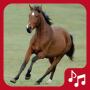 icon Horse Sounds. beautiful neighs